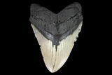 Huge, Fossil Megalodon Tooth - North Carolina #124323-1